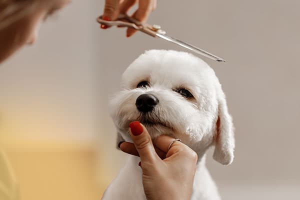 Groomer trimming a Shih Tzu